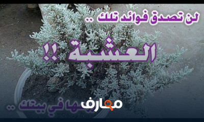 زراعة الأعشاب الطبية فى المنزل