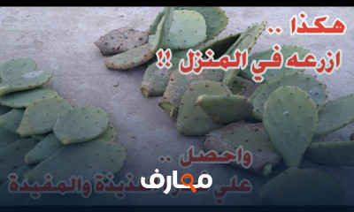 طريقة زراعة صبار التين الشوكي
