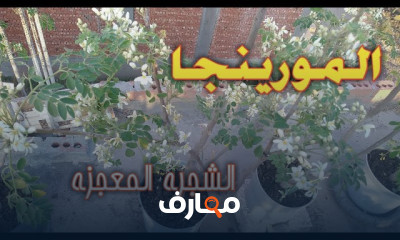 زراعة شجرة المورينجا بالمنزل