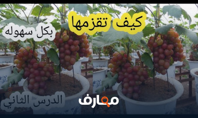كيفية تقزيم النباتات بخطوات