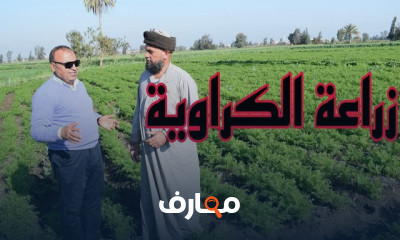 زراعة الكراوية لأعلى الأرباح