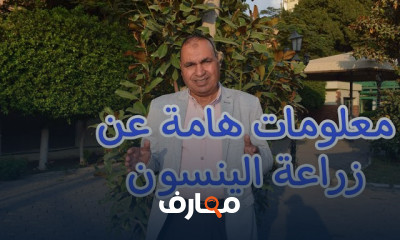 زراعة الينسون لضمان الأرباح