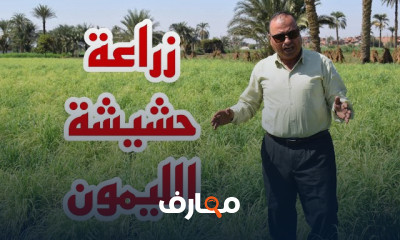 زراعة حشيشة الليمون بالخطوات