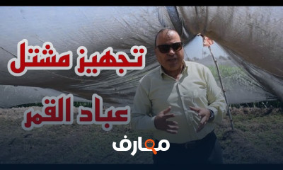 زراعة عباد القمر خطوة بخطوة
