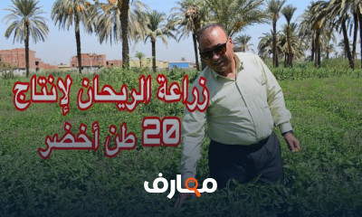 زراعة الريحان لانتاج 20 طن اخضر