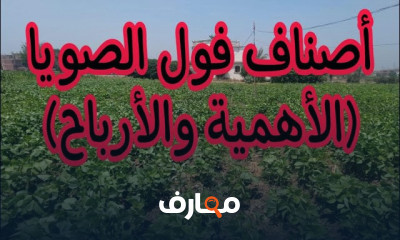 زراعة فول الصويا لأعلى الأرباح