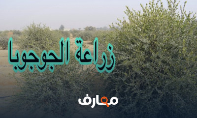 زراعة الجوجوبا بالبذرة