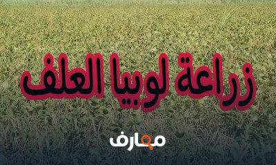 زراعة لوبيا العلف خطوة بخطوة