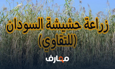 زراعة حشيشة السودان بالخطوات