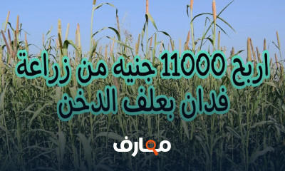 زراعة علف الدخن خطوة بخطوة