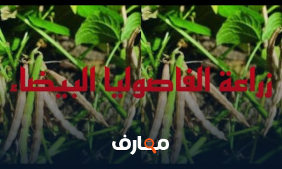 نصائح زراعة الفاصوليا البيضاء