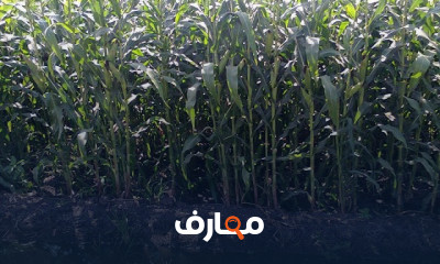 طريقة زراعة الذرة الشامية