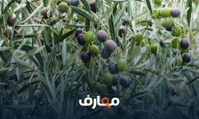 زراعة الزيتون وزيادة الإنتاج
