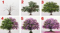 كورس - دورة تدريبية لتعليم  How to paint tree leaves