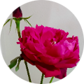 كرم الهاشمي