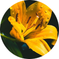 Lilium Alwathig Mohamed Osman