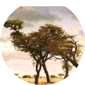 ALI OMAR